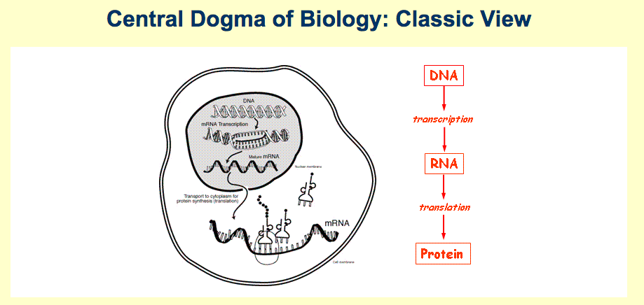 DNA and Protein Synthesis - Mr. Smit: Life Sciences For SHS