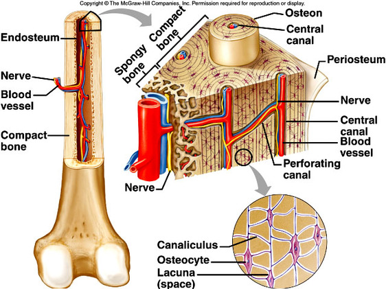 The Skeletal System Mr Smit Life Sciences For Shs